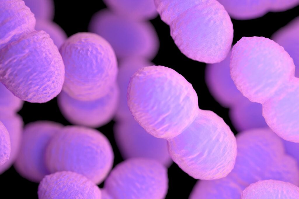 enterococcus-faecalis